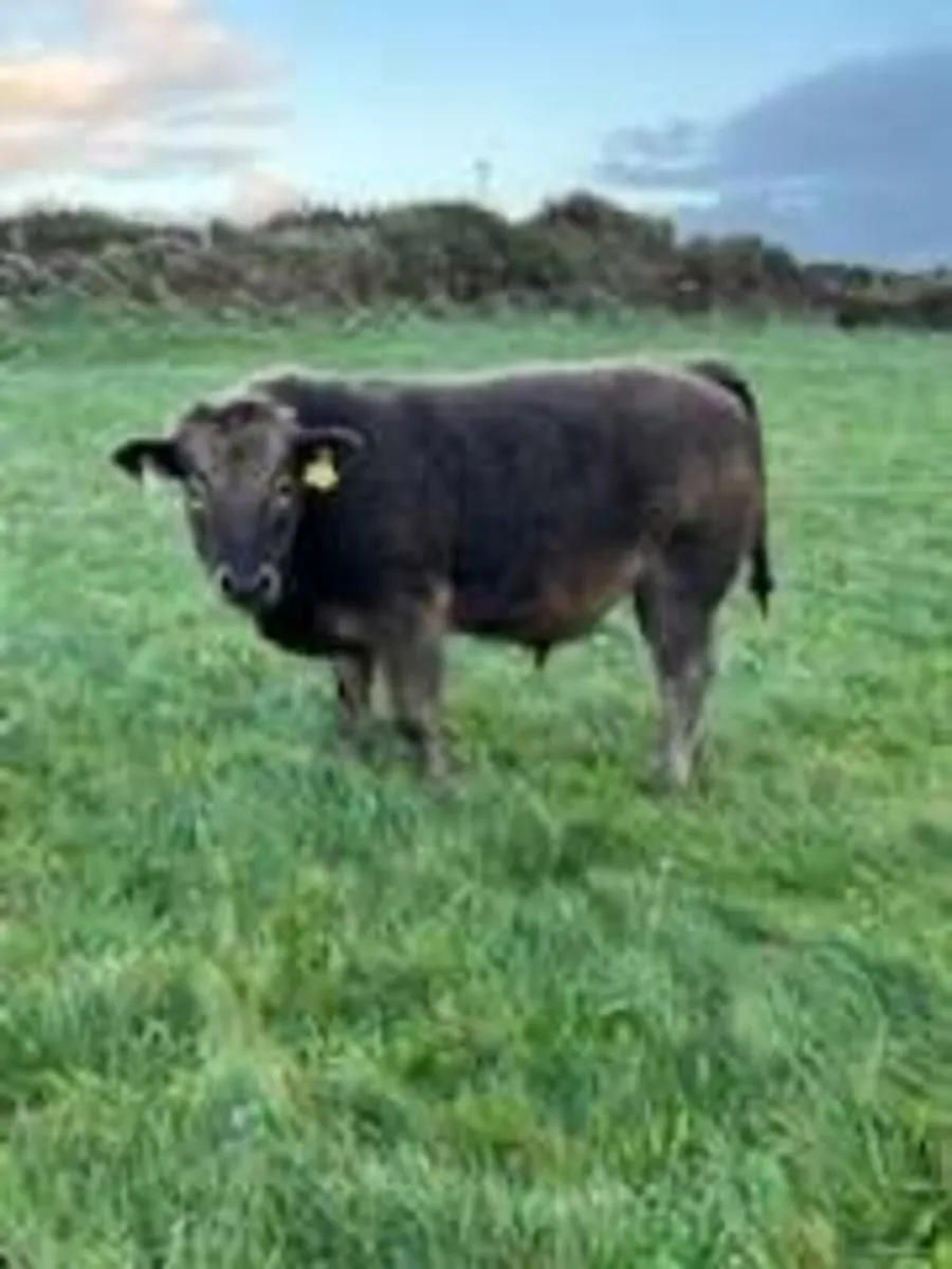 Bulls and Heifer - Image 1