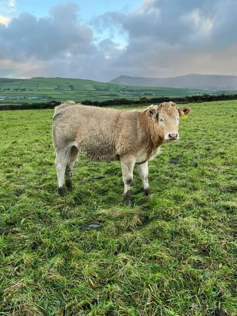 Bulls and Heifer - Image 2