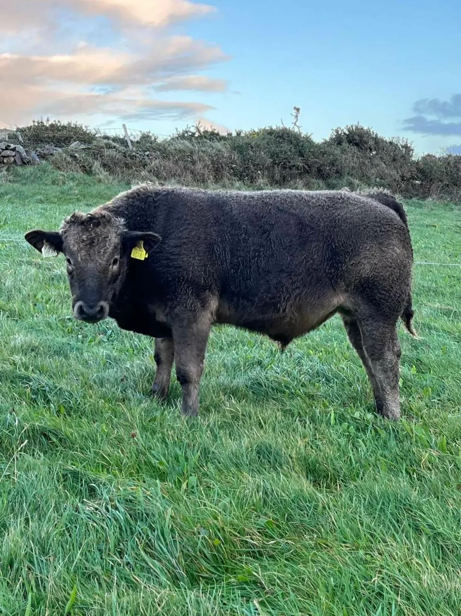 Bulls and Heifer - Image 3