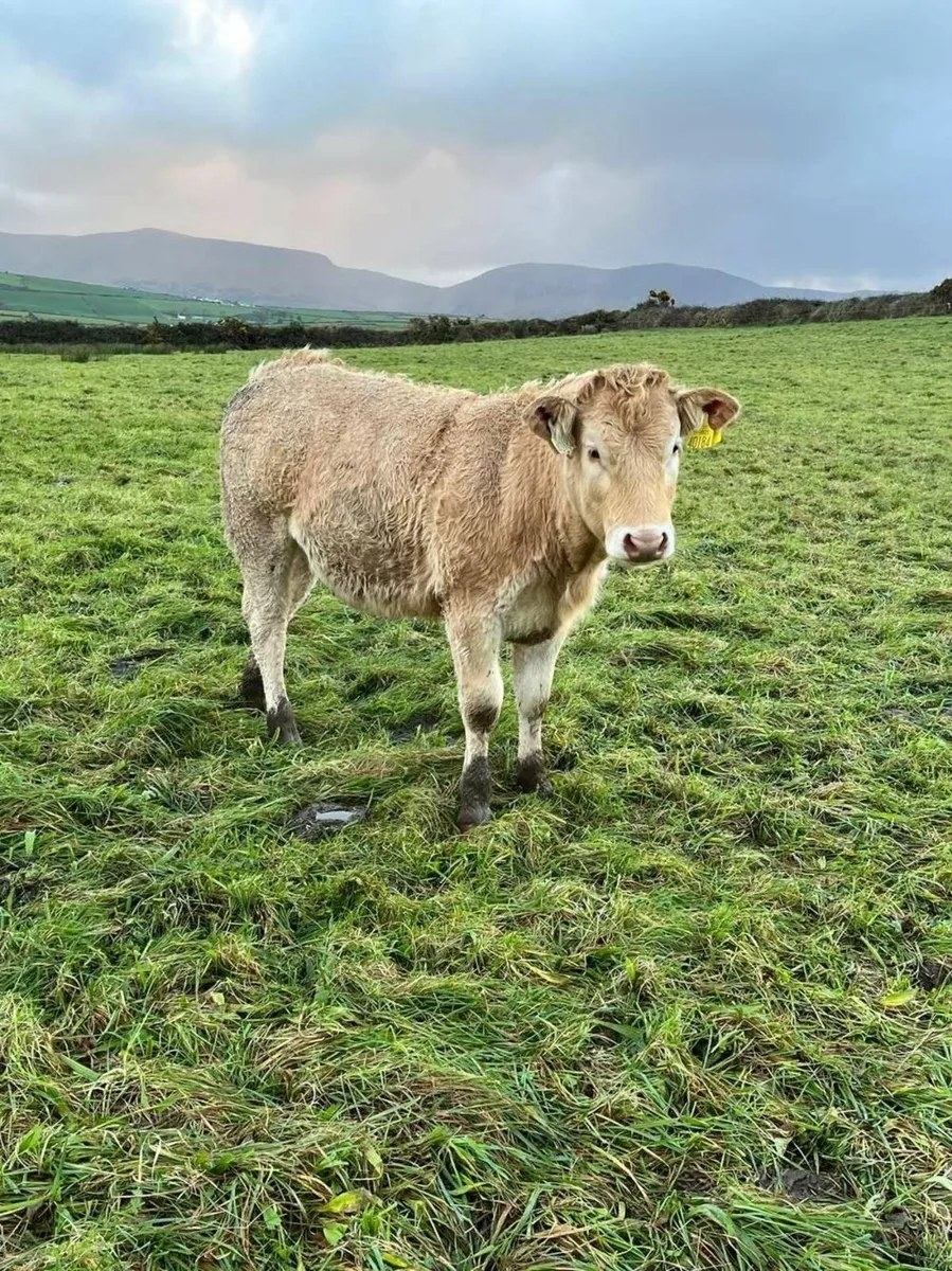 Bulls and Heifer - Image 4