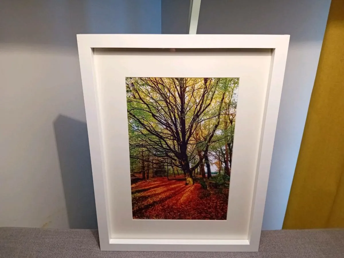 Ballyannon Woods, Midleton - Image 1