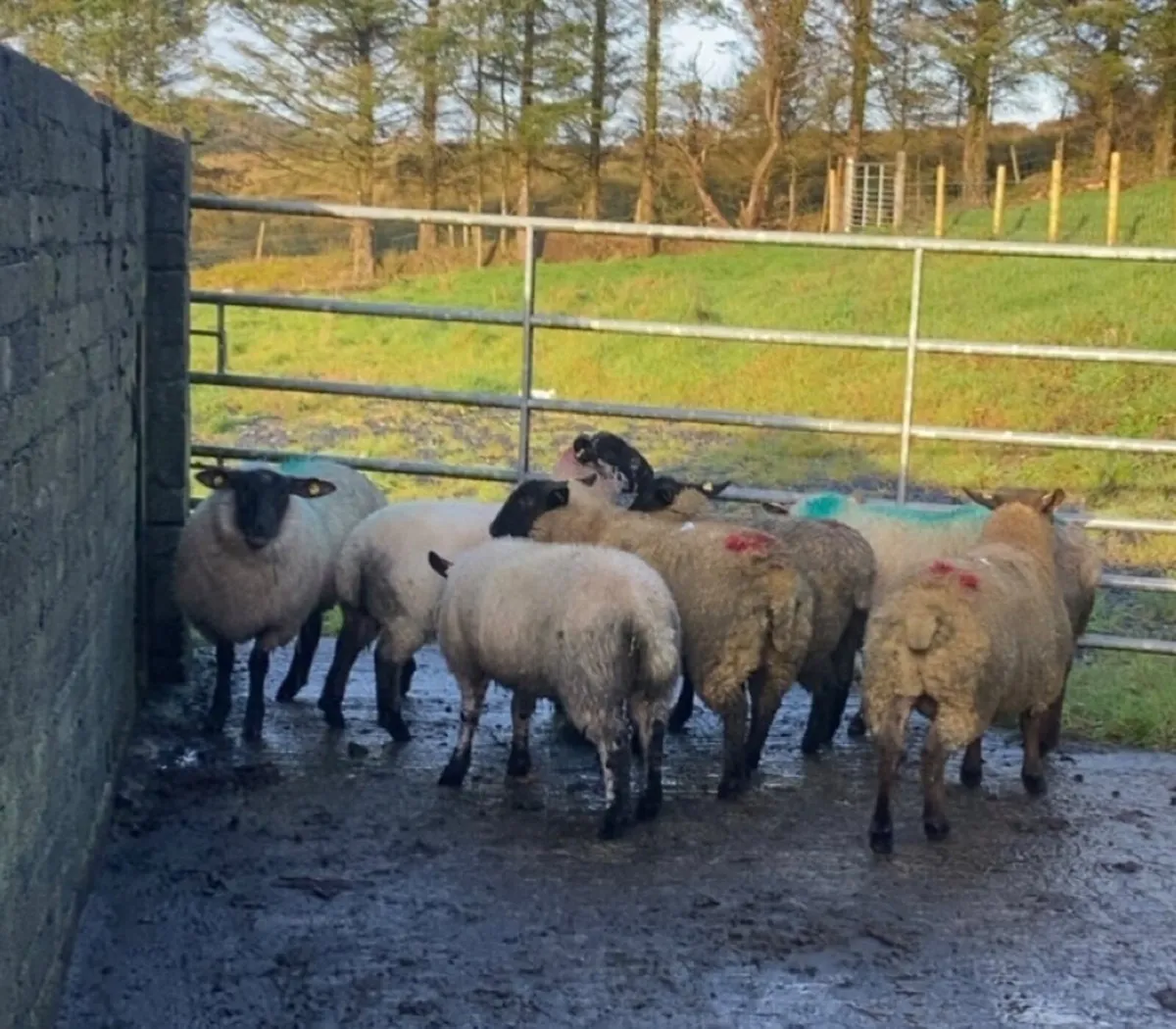 Breeding ewe lambs - Image 3
