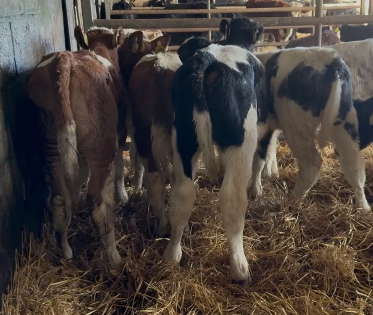 Super Selection of Autumn bull calves - Image 1