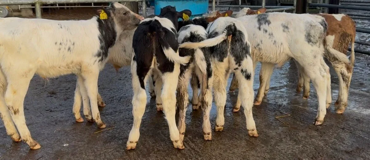 Super Selection of Autumn bull calves - Image 2