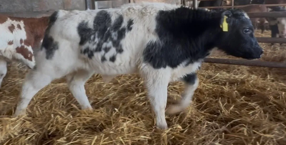 Super Selection of Autumn bull calves - Image 4