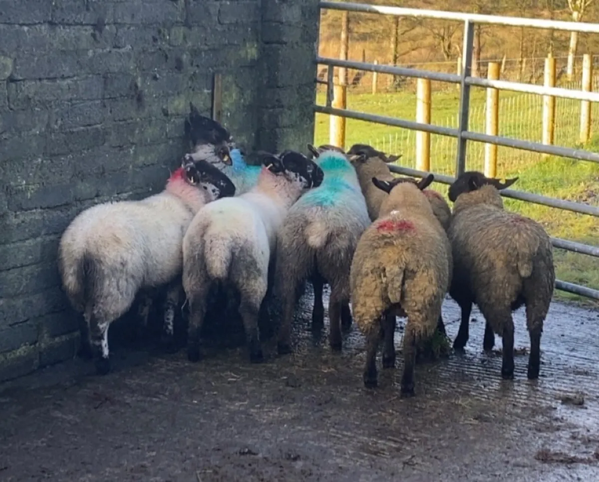 Breeding ewe lambs - Image 2