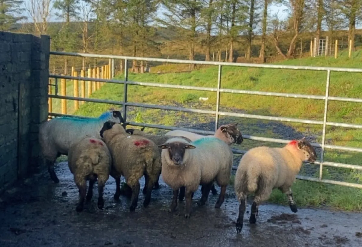 Breeding ewe lambs - Image 4