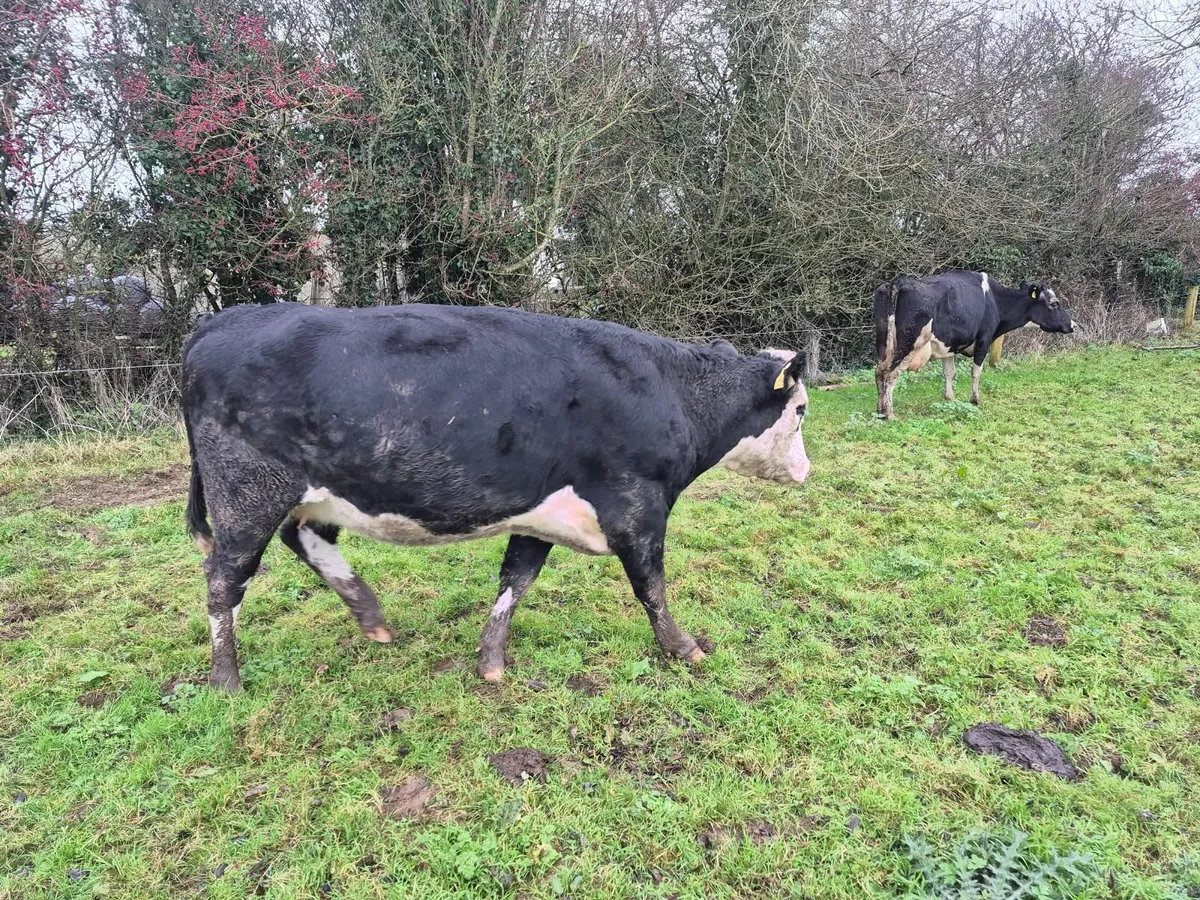 suckler, cow with twin aa bull calves. - Image 3