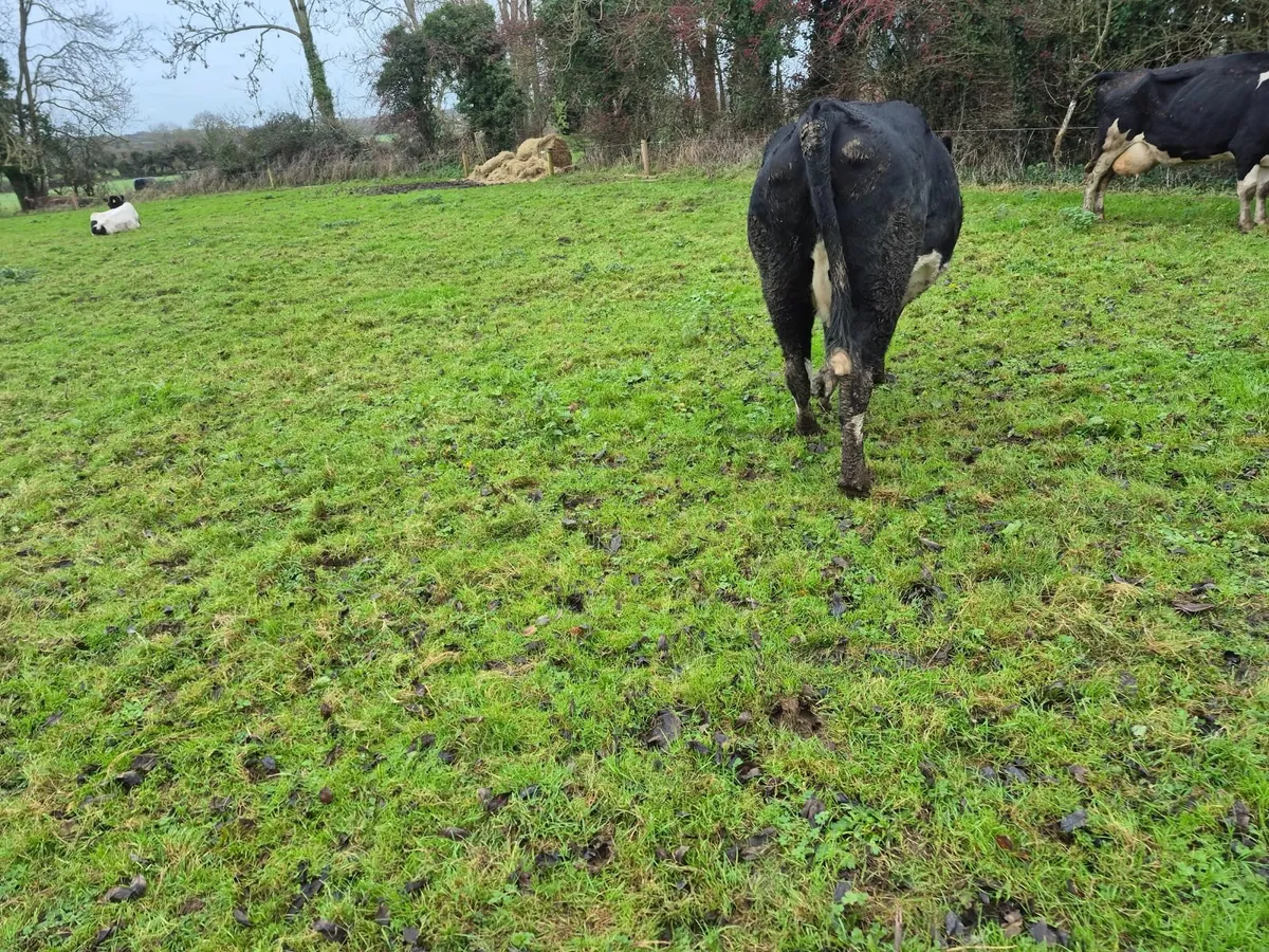suckler, cow with twin aa bull calves. - Image 4