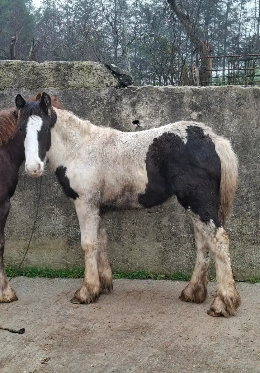 Piebald Cob Filly Foal - Image 1