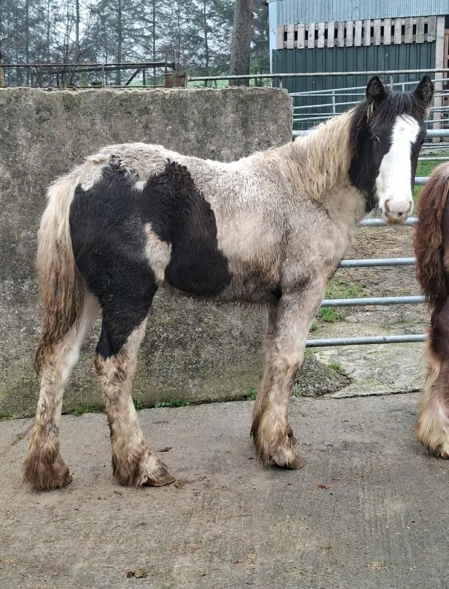 Piebald Cob Filly Foal - Image 2