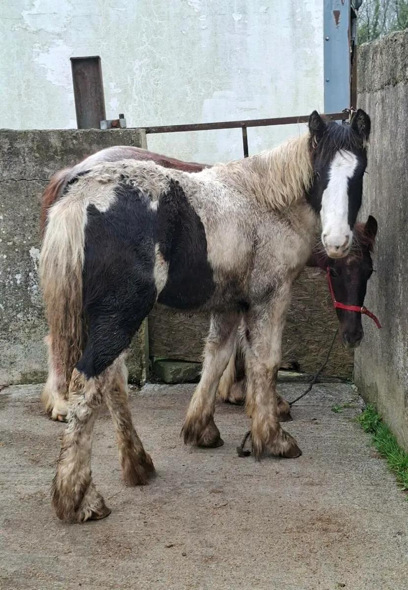 Piebald Cob Filly Foal - Image 3