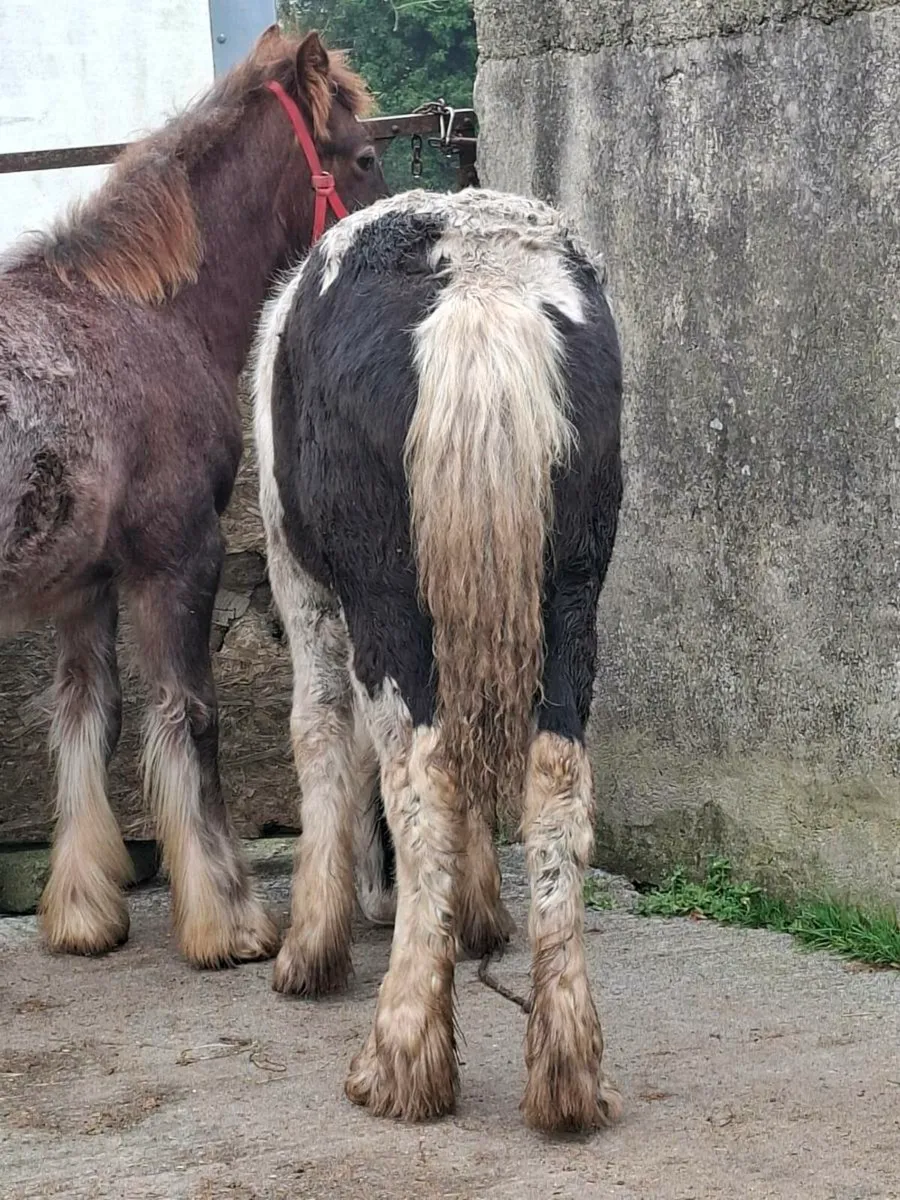 Piebald Cob Filly Foal - Image 4