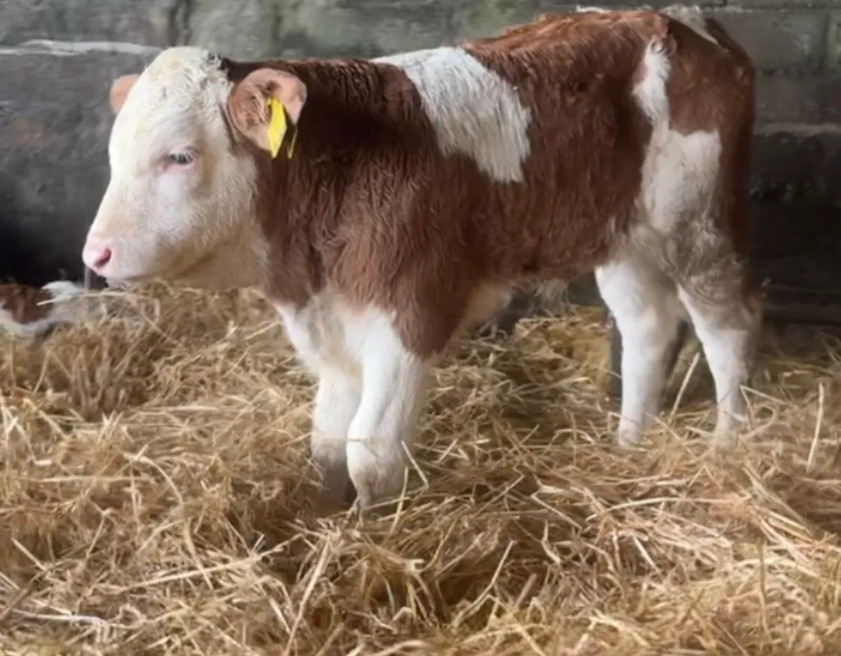 2 suckler breed Sim bull calves - Image 1