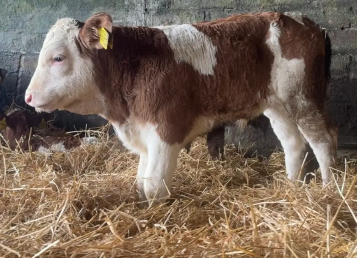 2 suckler breed Sim bull calves - Image 2