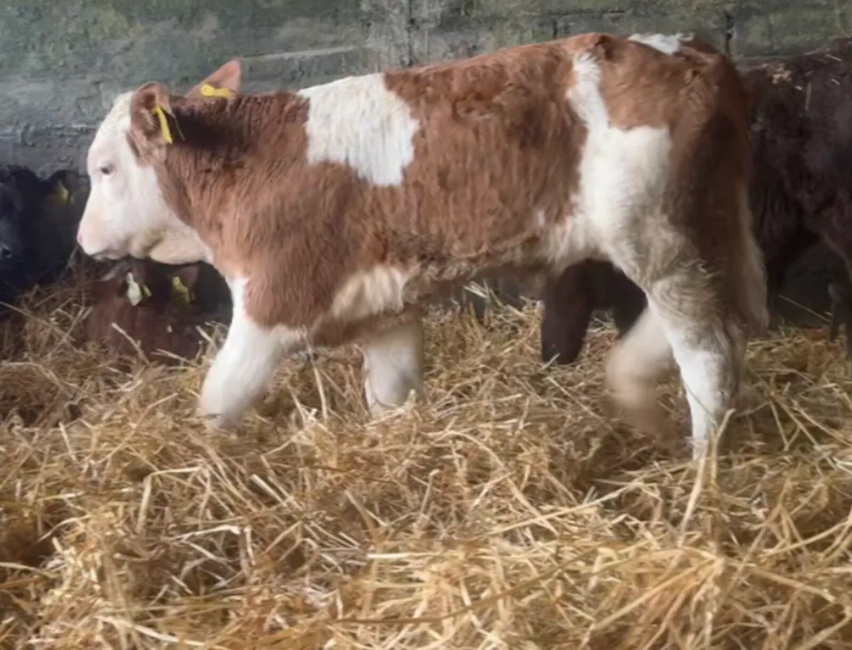2 suckler breed Sim bull calves - Image 3