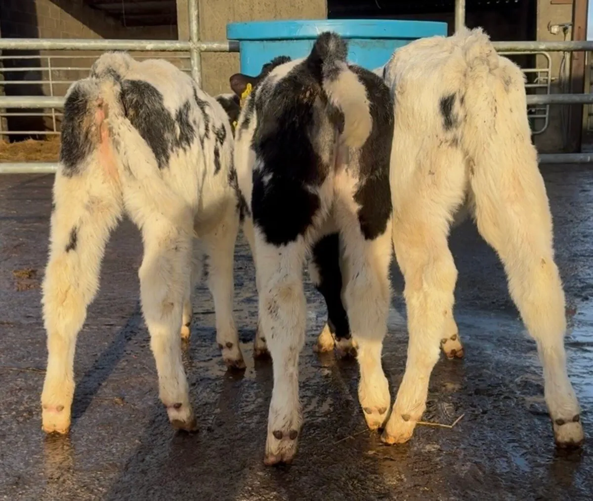 3 Serious AI’d BB heifer calves - Image 1