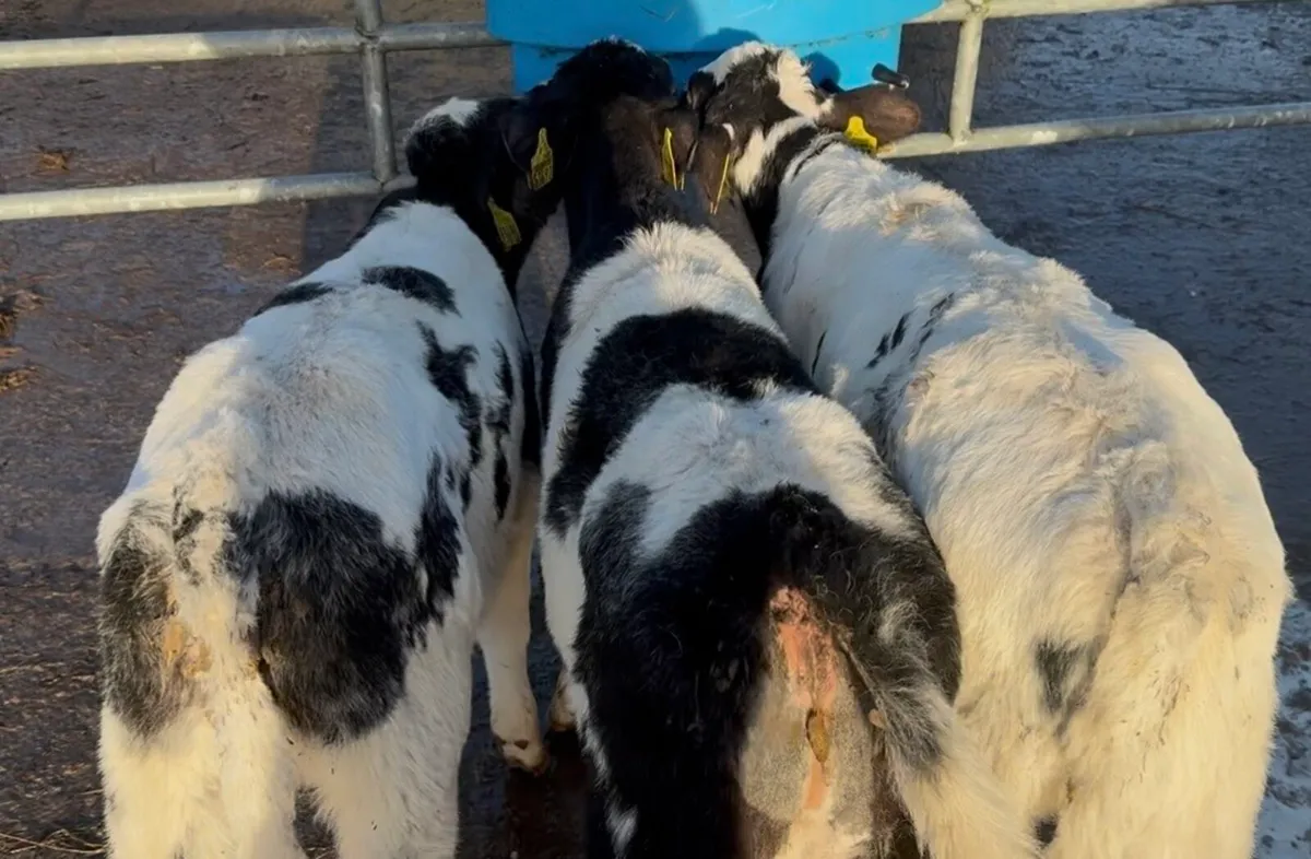 3 Serious AI’d BB heifer calves - Image 3