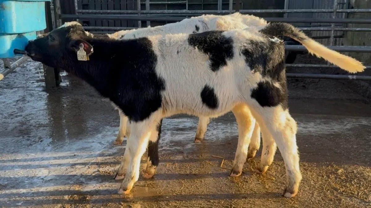 3 Serious AI’d BB heifer calves - Image 2