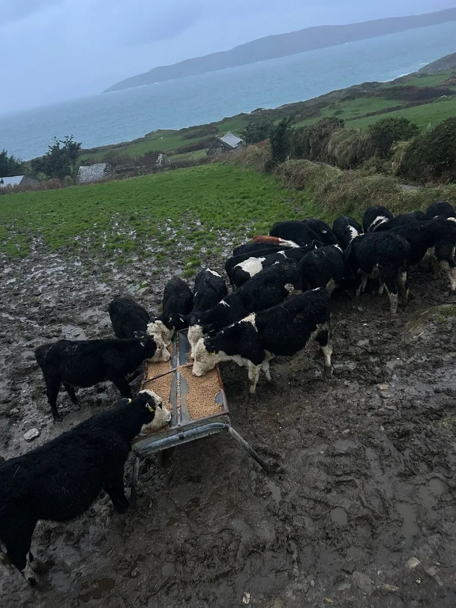 60   Calves and runners for sale