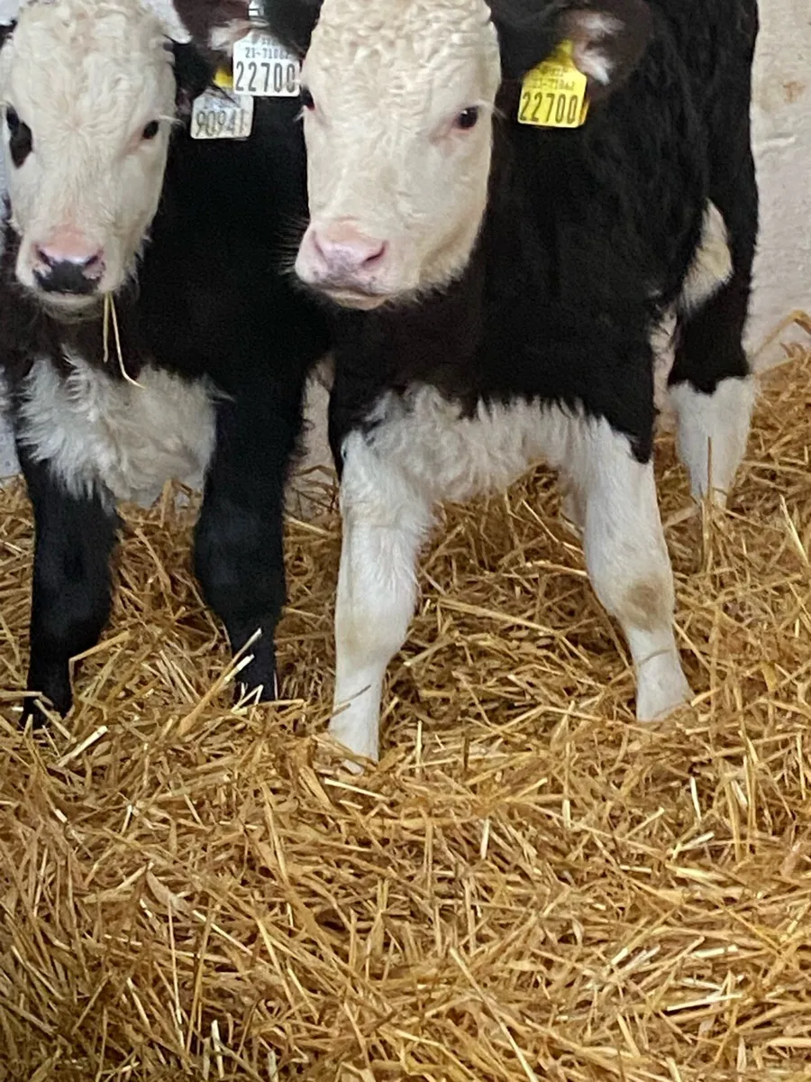 4 TOP QUALITY AI BRED HEIFER CALVES - Image 1