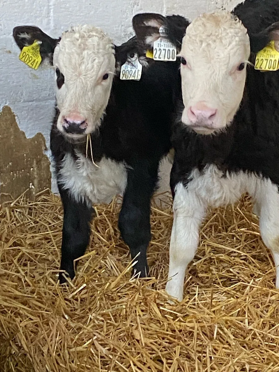 4 TOP QUALITY AI BRED HEIFER CALVES - Image 2