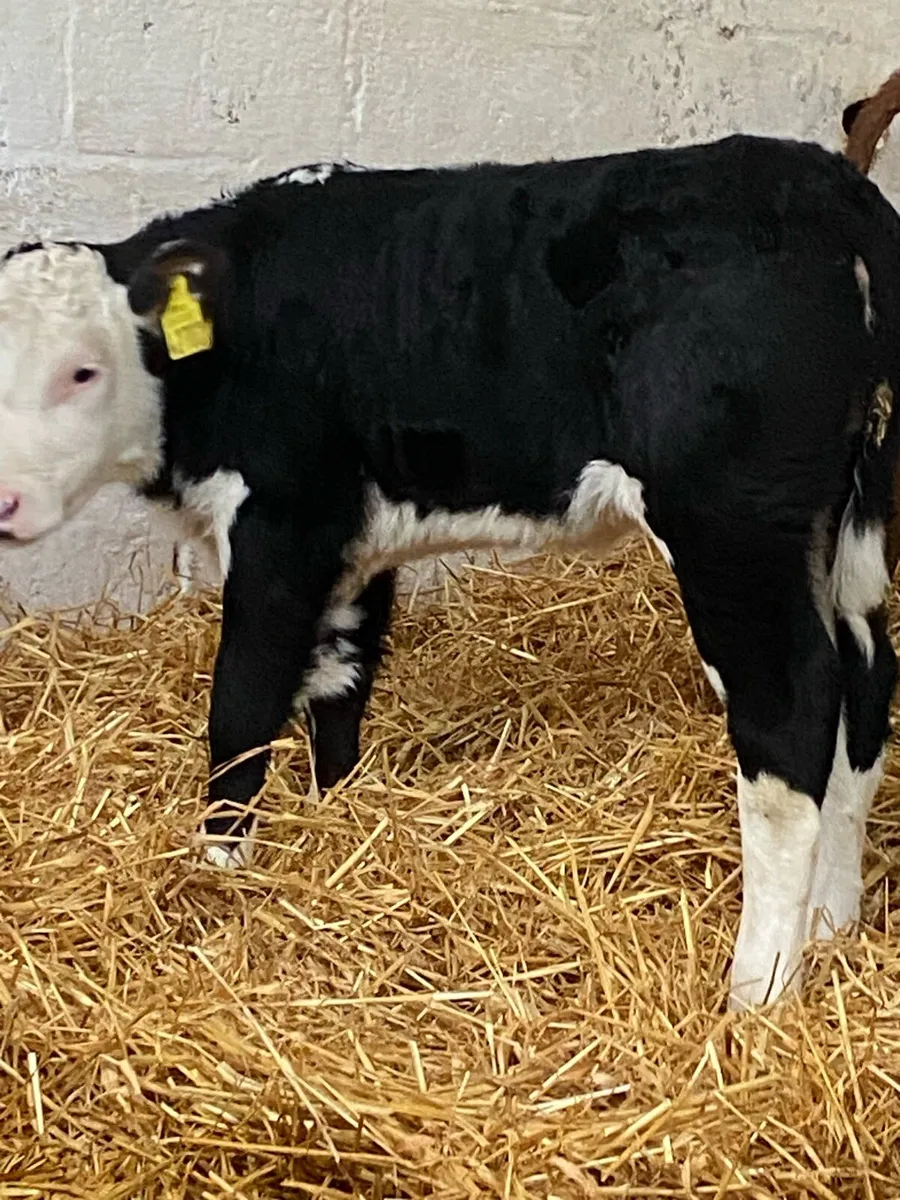 4 TOP QUALITY AI BRED HEIFER CALVES - Image 3