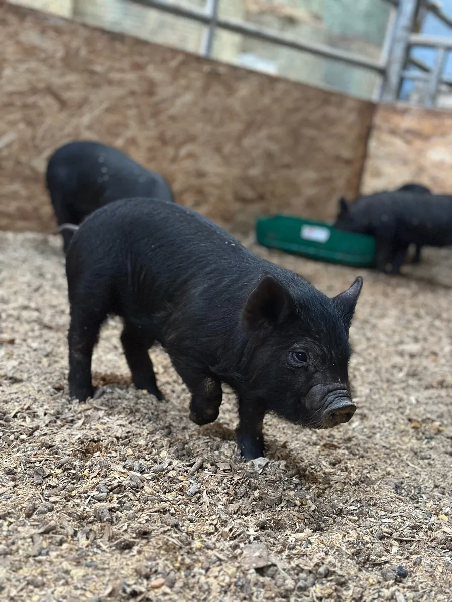Miniature Pot Belly Pigs - Image 1