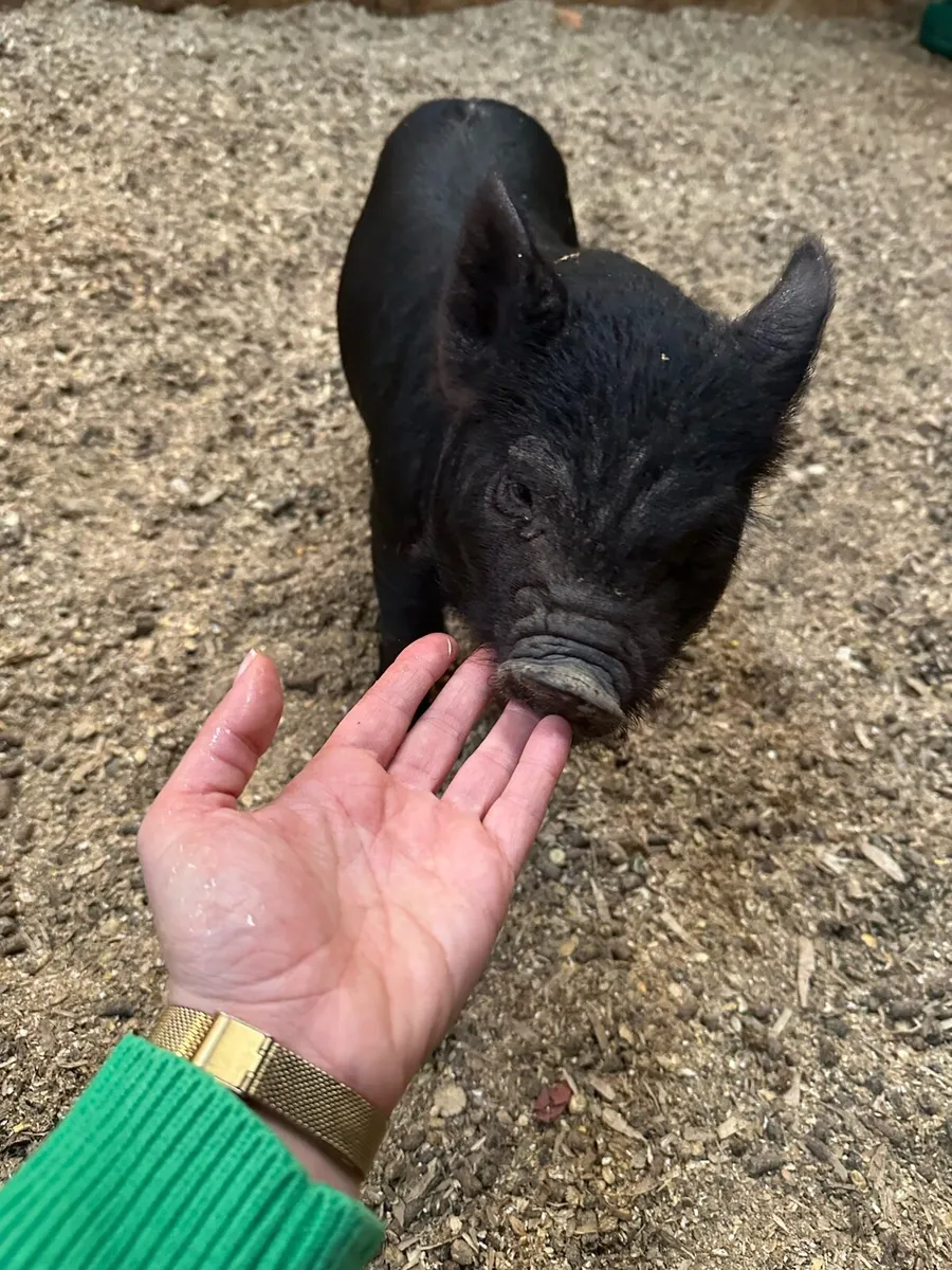 Miniature Pot Belly Pigs - Image 2