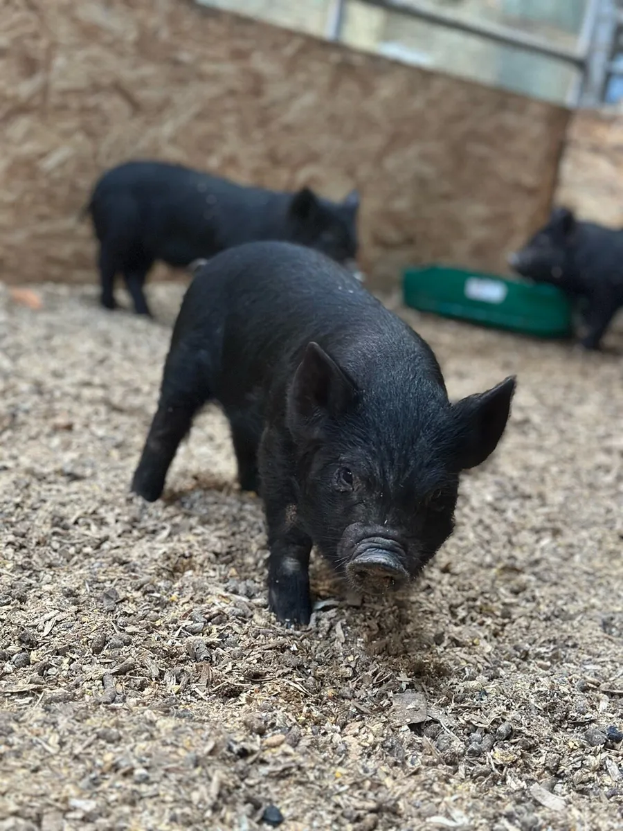 Miniature Pot Belly Pigs - Image 3