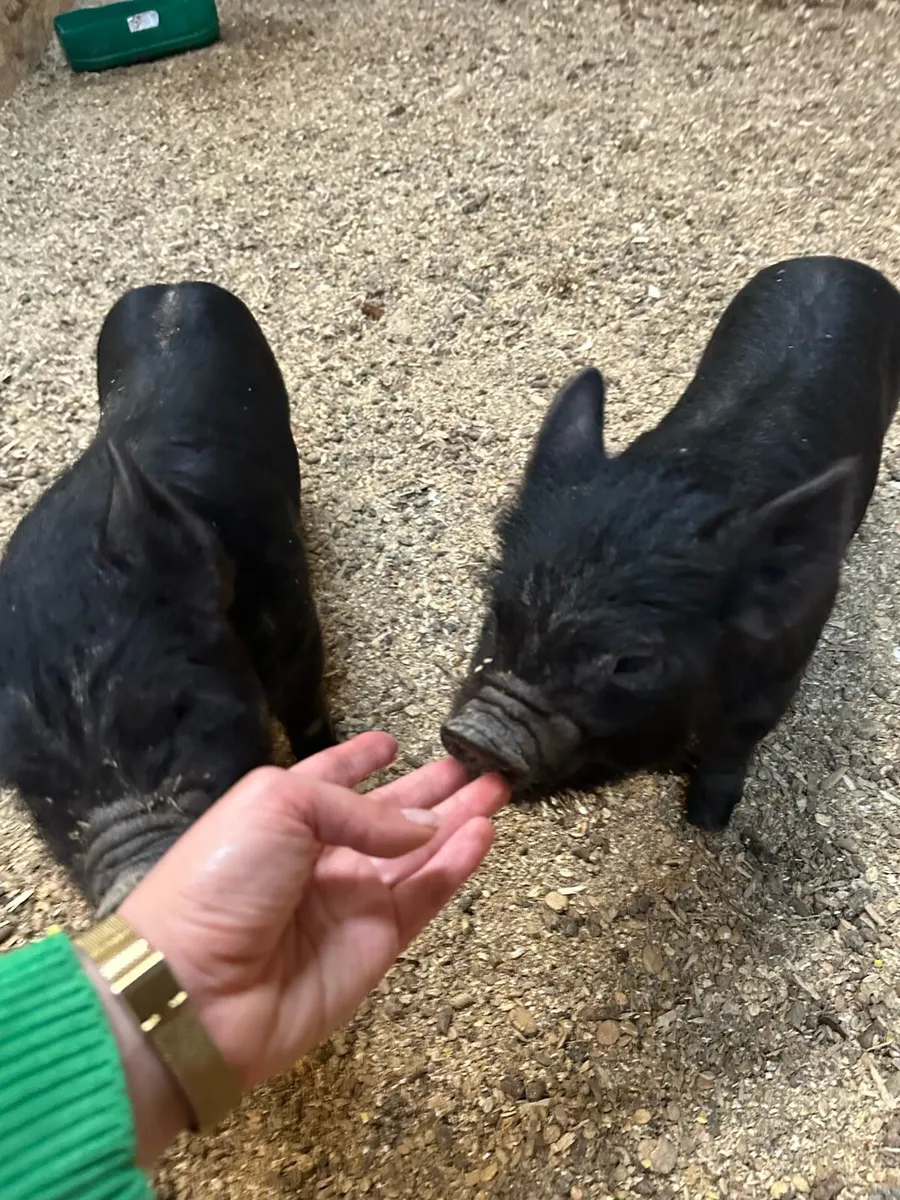 Miniature Pot Belly Pigs - Image 4