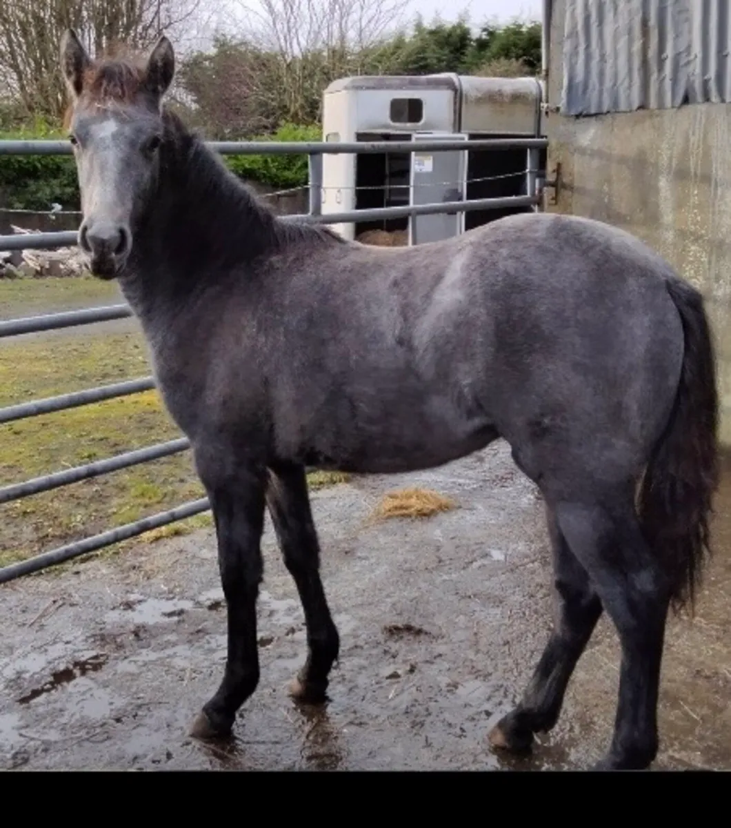 Quality Grey Filly Foal - Image 2