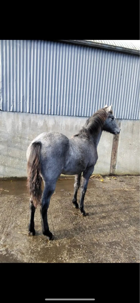 Quality Grey Filly Foal - Image 3
