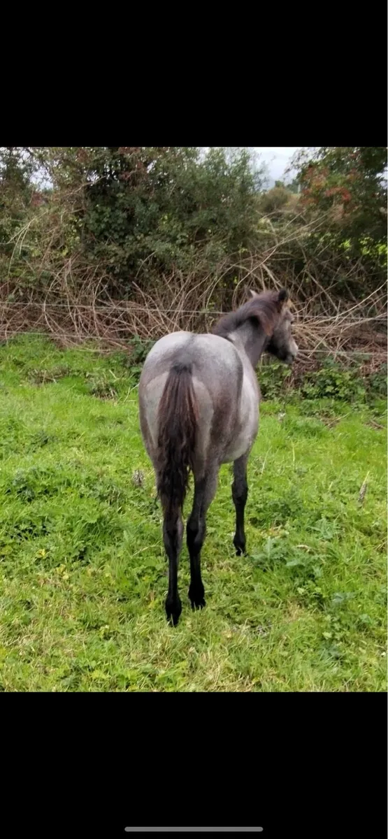 Quality Grey Filly Foal - Image 4