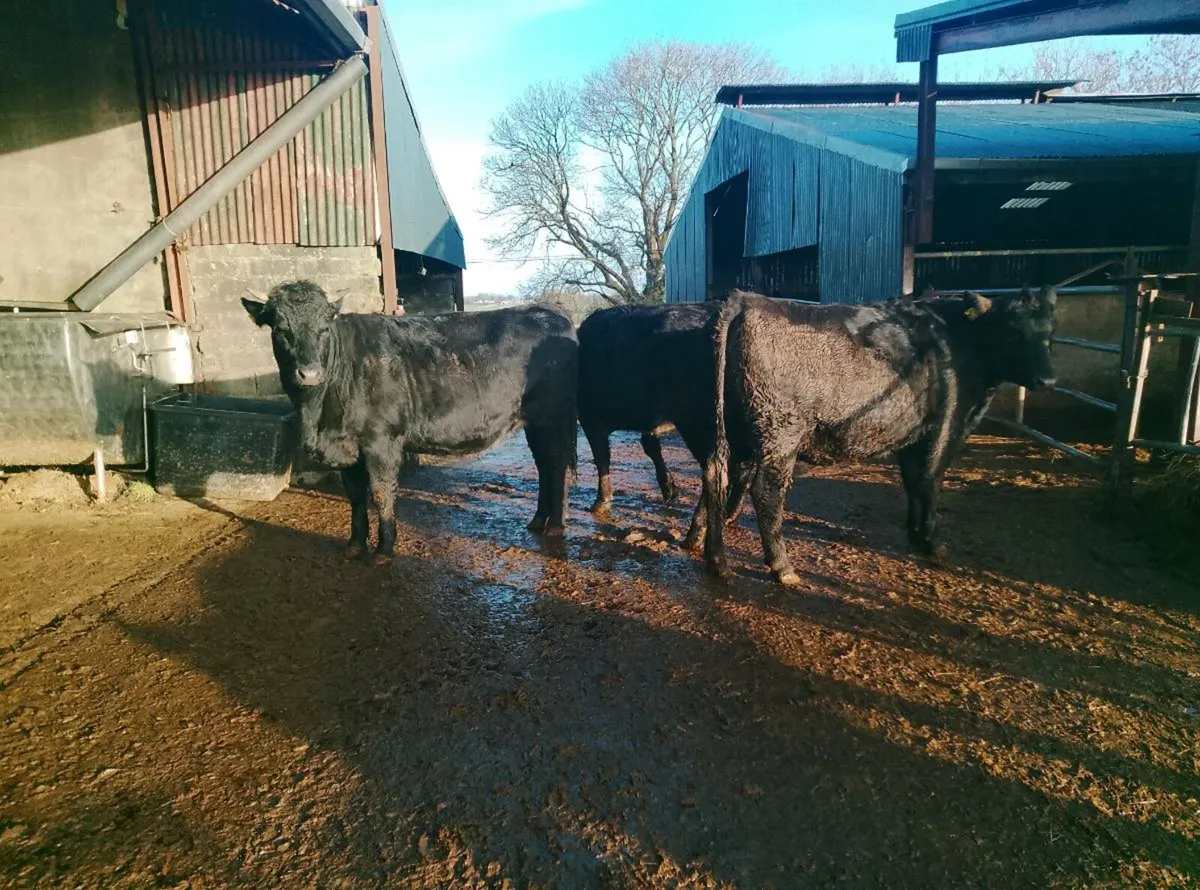 Organic Limousin and Angus in calf hfrs - Image 1