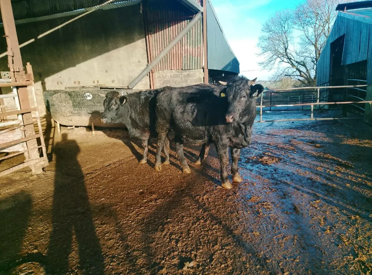 Organic Limousin and Angus in calf hfrs - Image 2