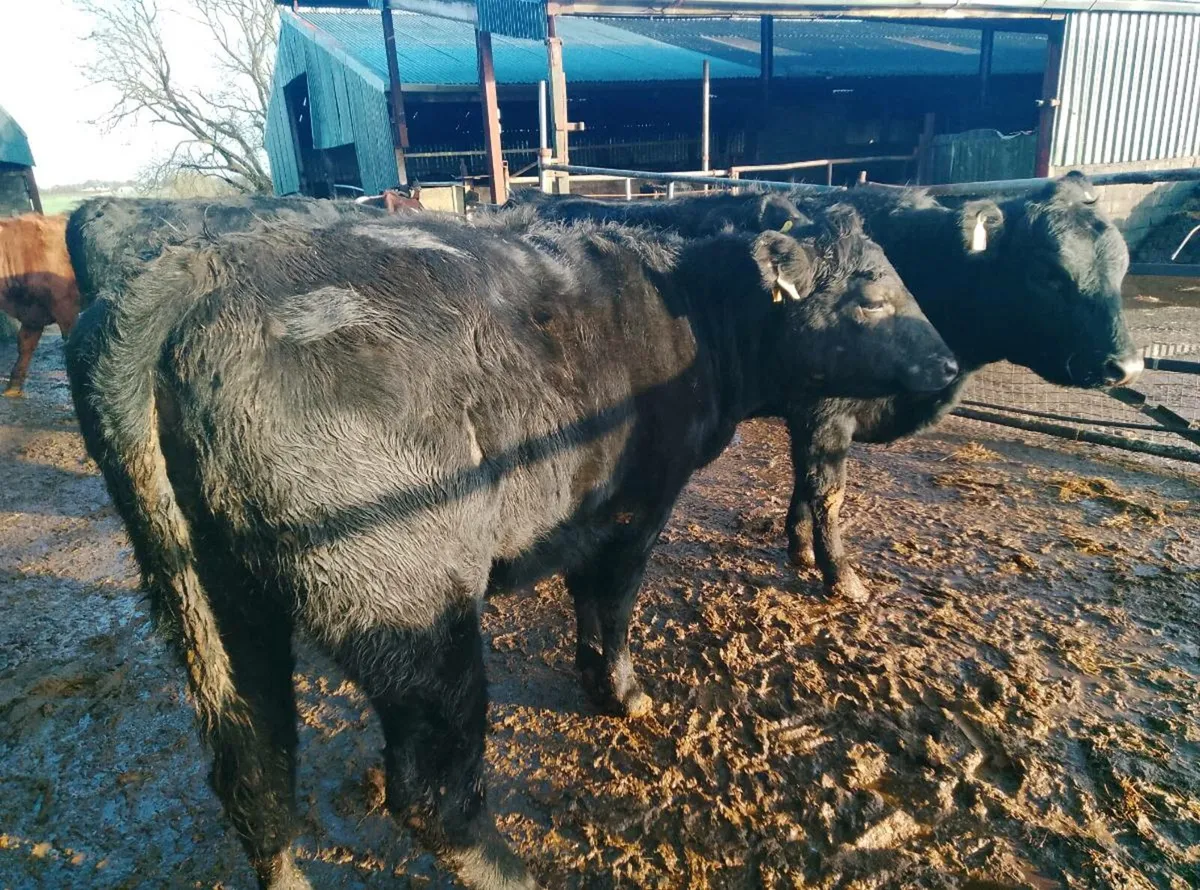 Organic Limousin and Angus in calf hfrs - Image 3