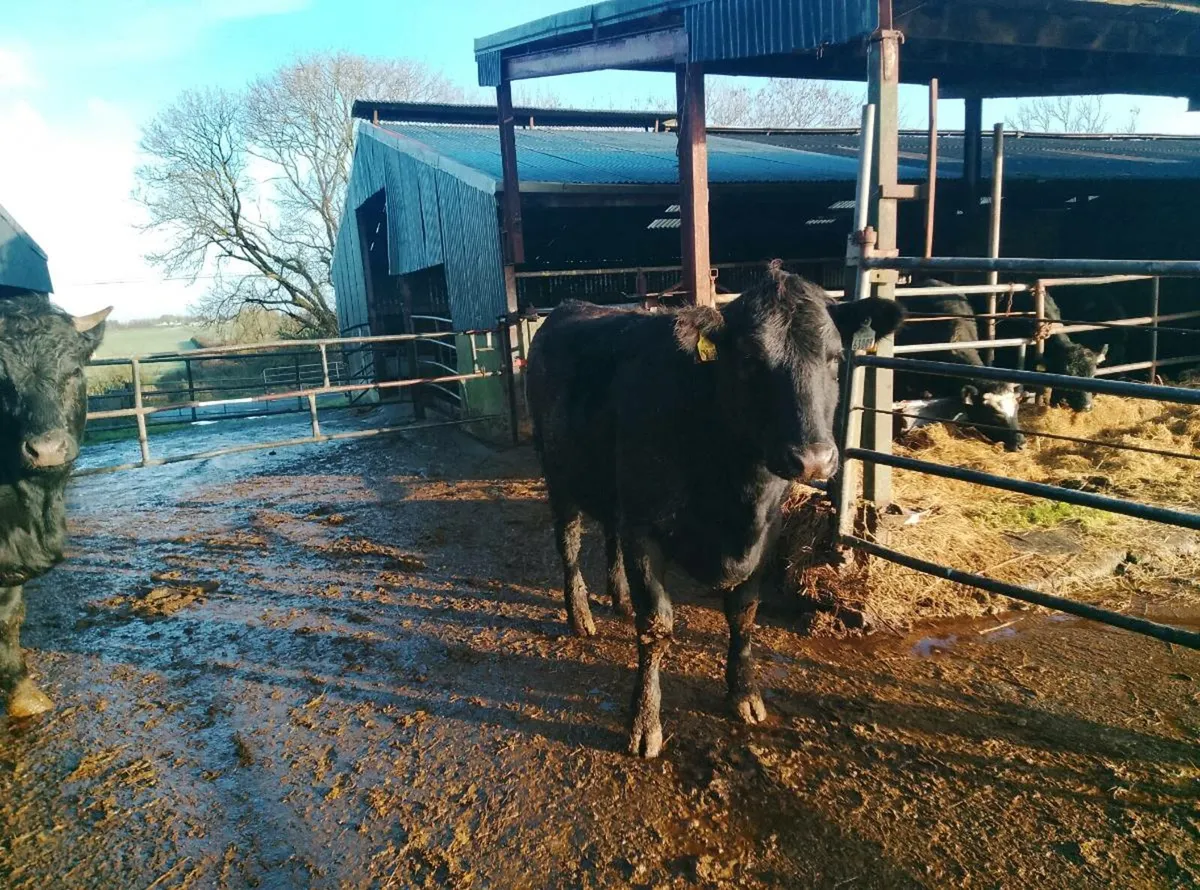 Organic Limousin and Angus in calf hfrs - Image 4