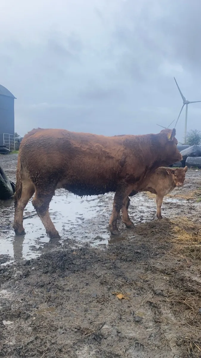 5 star Pedigree limousin cow with calf at foot. - Image 3