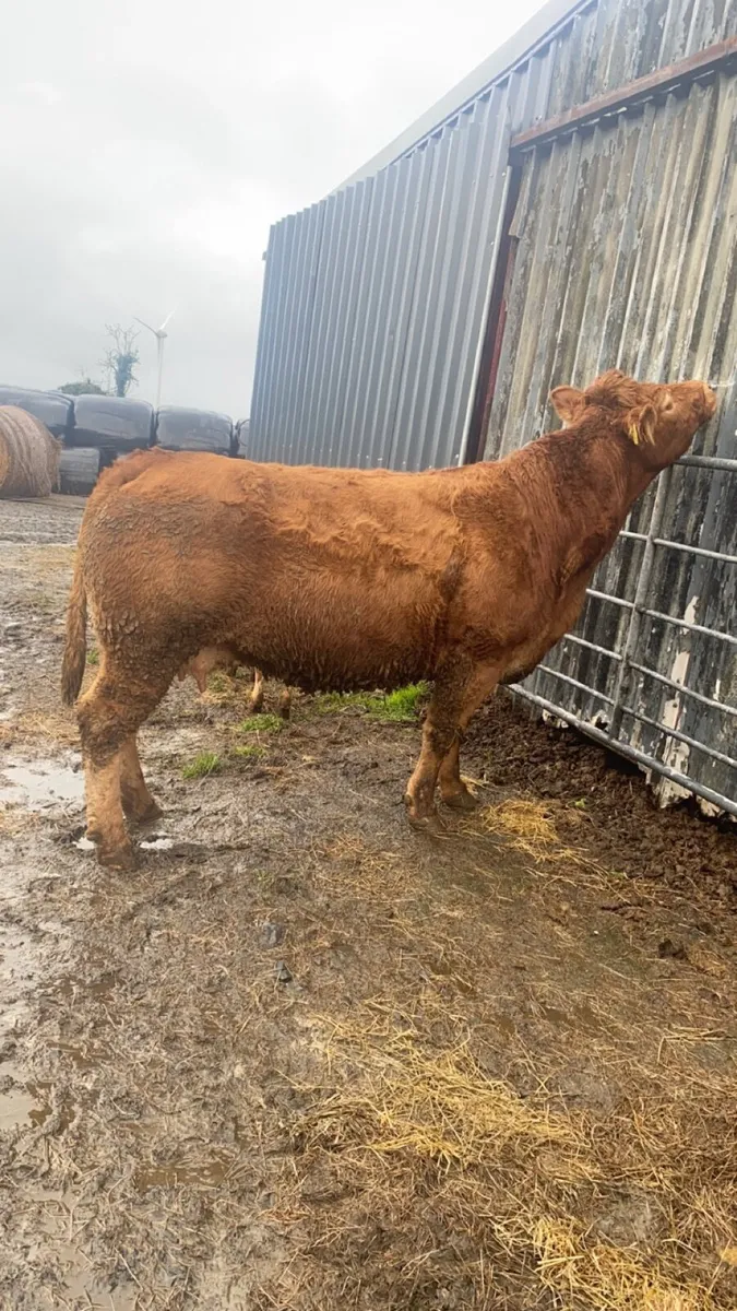 5 star Pedigree limousin cow with calf at foot. - Image 4