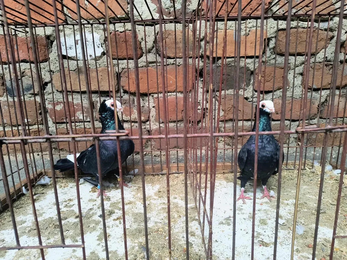 Fancy pigeons 5x pairs available - Image 1