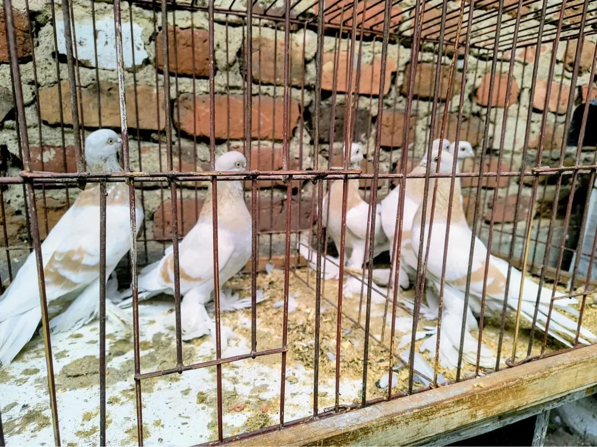 Fancy pigeons 5x pairs available - Image 2