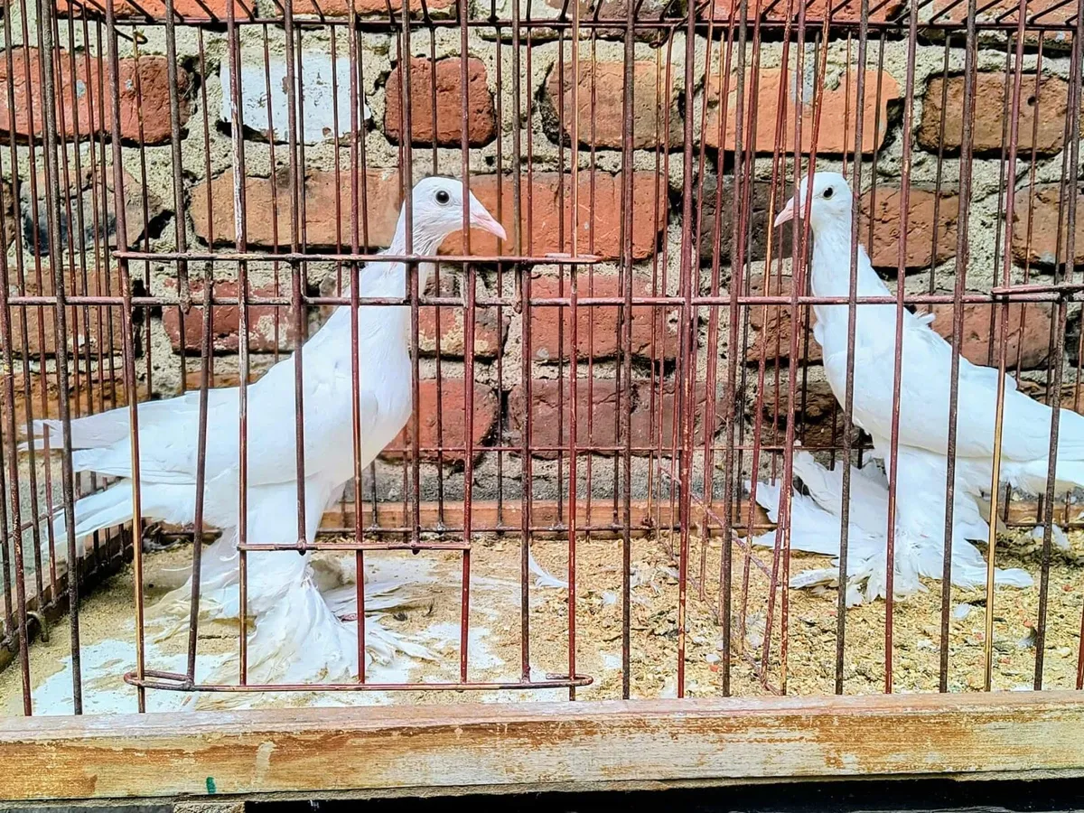 Fancy pigeons 5x pairs available - Image 4