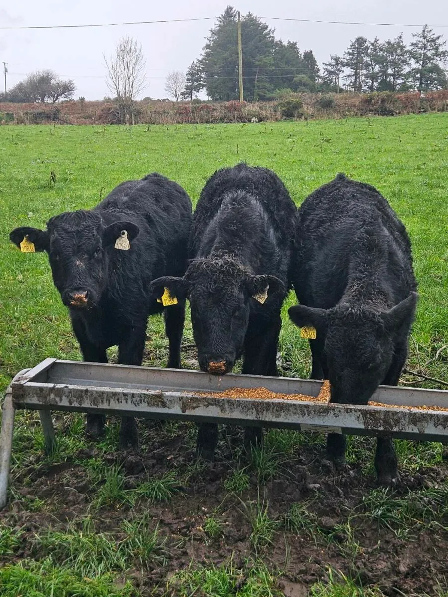 Out wintered Lmx bull weanlings - Image 1