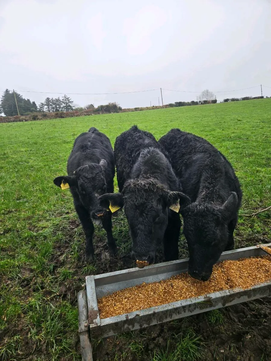 Out wintered Lmx bull weanlings - Image 2