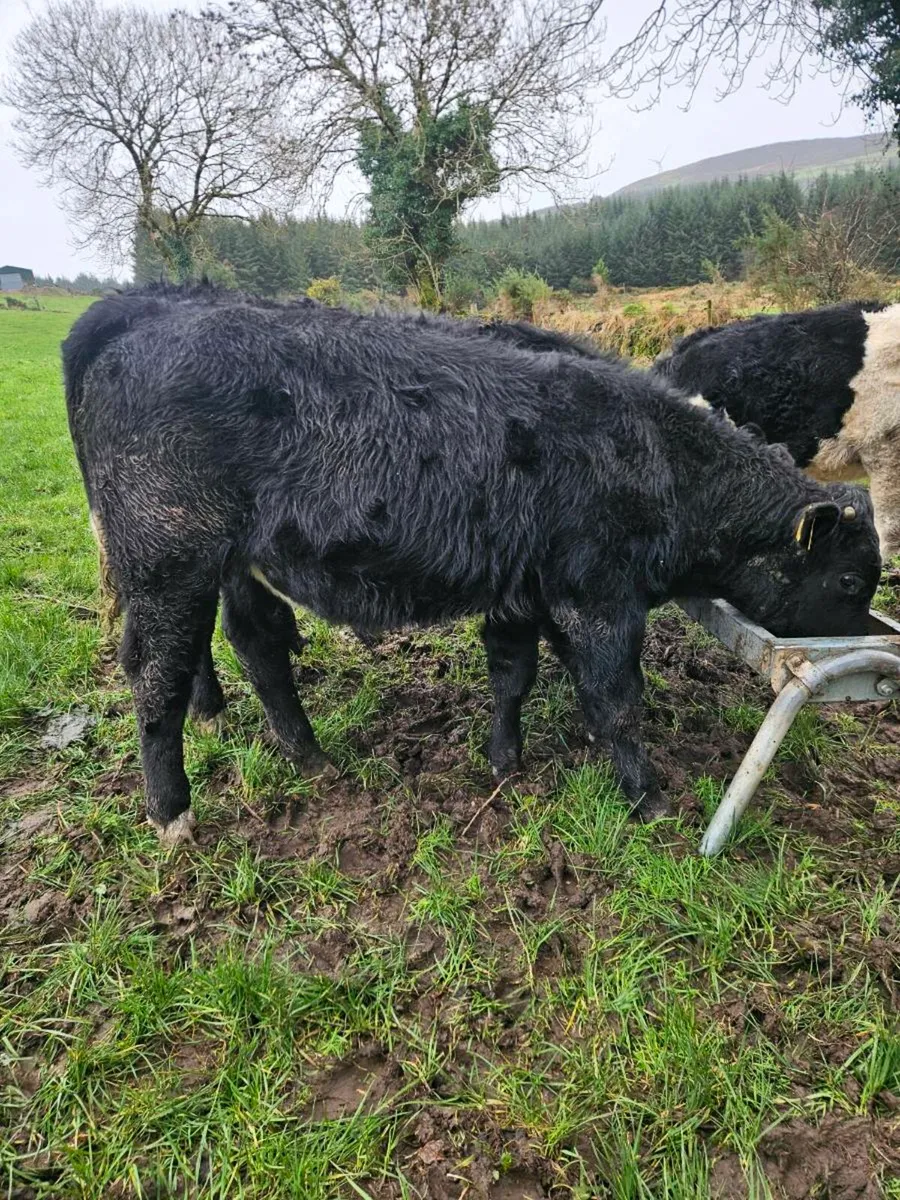 Out wintered Lmx bull weanlings - Image 3