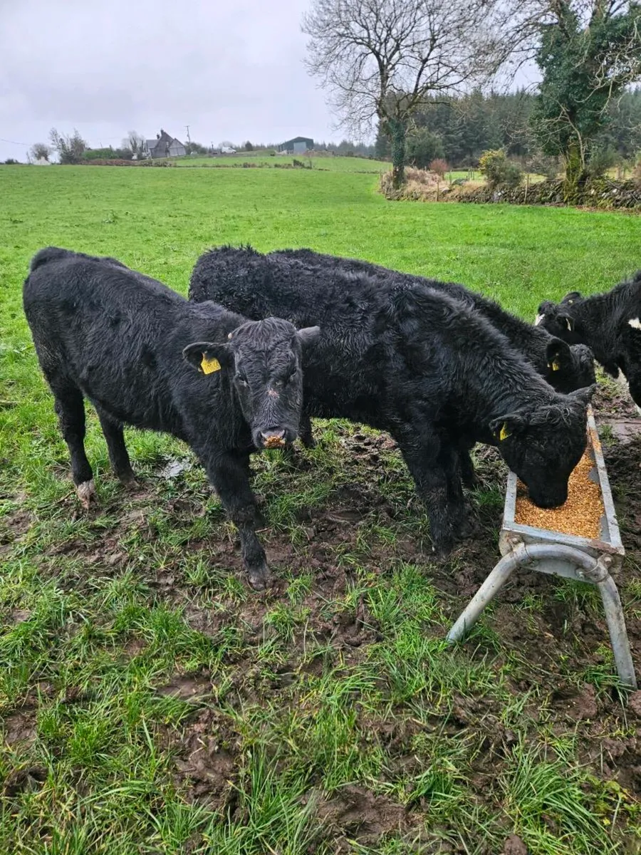 Out wintered Lmx bull weanlings - Image 4