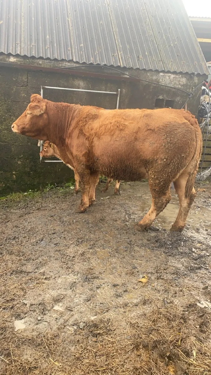 5 star Pedigree limousin cow with calf at foot. - Image 1