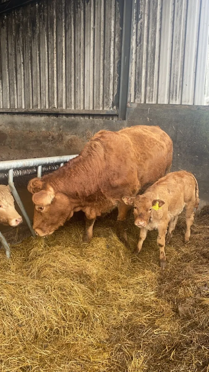 5 star Pedigree limousin cow with calf at foot. - Image 2