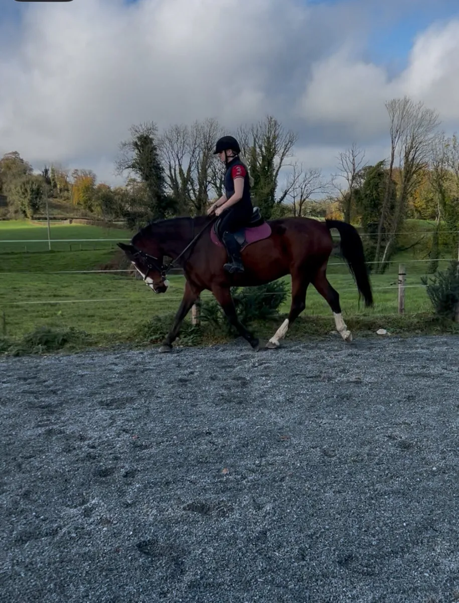 15.2 Irish sport horse - Image 3